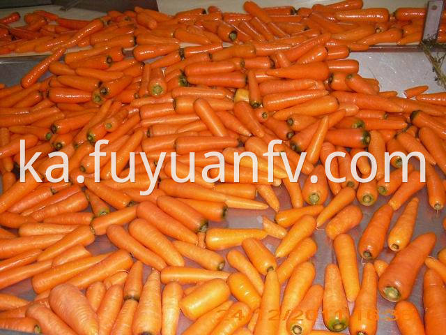 shandong carrot 